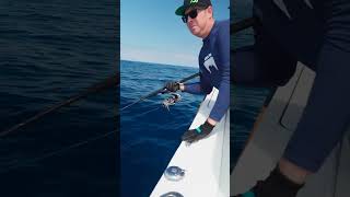 World Cat 325cc Tuna Fishing