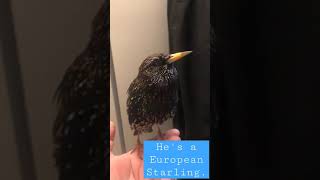 He's a European Starling #nature #natural #naturelovers