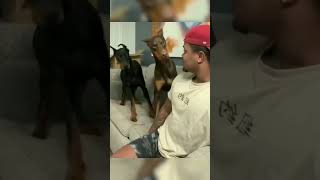 Funny Dogs 🐶🐶 Episode56  #shorts