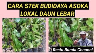 Cara Stek Budidaya Pohon Asoka Lokal Daun Lebar #alamseru #KarakterDasarBonsai