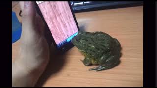 Frog plays ant crusher game