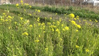 【自然農】2023年3月8日 早生玉ねぎ不調について考える・定植後の春野菜たち【natural farming】