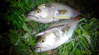 Fishing for Bluefish with Pavel Nesmeyanov. Adriatic Sea, Montenegro, Bay of Kotor. 13.03.2020