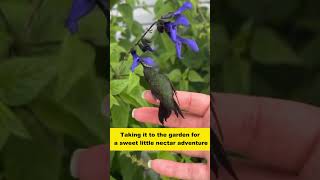 A man rescued a hummingbird from heatstroke, and then #animalshorts #shortvideo #hummingbird