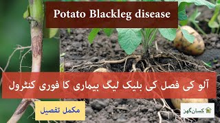 Zione pro is best to control potato blackleg disease | quick and effective results in no time | crop