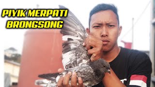 UPDATE PIYIK MERPATI BRONGSONG - MULAI BELAJAR TERBANG