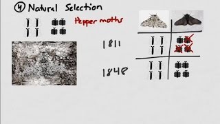 Introduction to Evolution: Populations and Pepper Moths