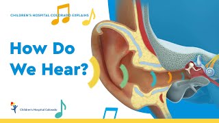 How Do Our Ears Work?