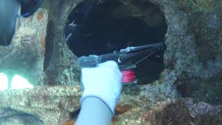 Spearfishing Maori Sea Perch