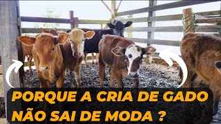 Porque a cria de gado não sai de moda ?