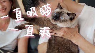 养过猫的人才懂：吸猫到底有多爽 | DELIGHT IN CATS