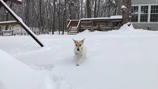 Lucy in Snow