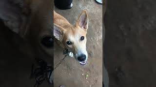 Vadivelu comedy 🤣🤣🤣/funny dogs videos #viral #shortsfeed #shorts #dogs #trending #comedy