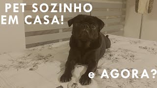 PET SOZINHO EM CASA | COMO DEIXA-LO SEGURO? Nunca deixe seu animalzinho por muito tempo só ⚠️