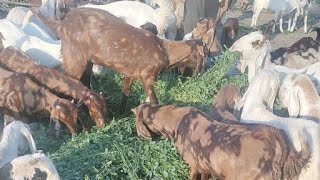 Farming and cutting goats mix breed// visit M J Goat farm kishangarh Rajasthan Mo.6375303945