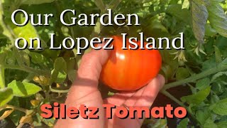 Siletz Tomato in our Lopez Island Garden