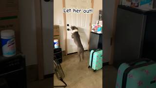 Tiny adorable grey pitbull dog wants to go outside and greet the beautiful fall morning in Oregon