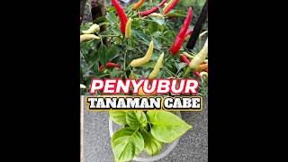 Pupuk untuk penyubur tanaman cabe (1.5)