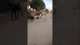 جاءت الماعز نحو المنزل #shorts #ytshorts #viralvideo