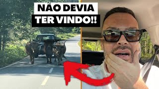 FUI ATACADO POR VACAS NA CHEGADA AO NORTE DE PORTUGAL?!!!