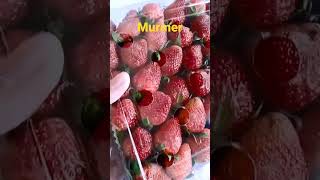 strawberry murmer banyak melimpah cantik cantik seger