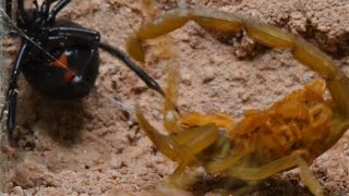 Scorpion Shows Maternal Instinct? (Warning: May be disturbing to some viewers.)