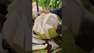 Best sale coconut fruits at Phnom Penh. #shorts #coconut #short #viralvideo