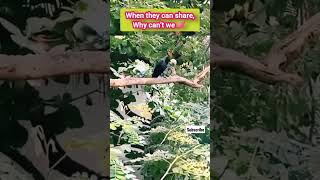 When they can share,Why can’t we 💕 . #shorts #viralvideo  #crow #parrot