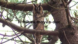 hibou moyen duc