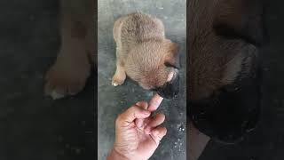 L lag gaye| cute puppy| Kutte ka baccha| Dog Bite| Playing with a baby dog| #shots