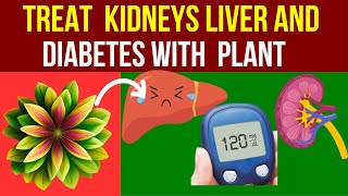 Treat Your Kidneys, Liver, and Diabetes with Just 1 Plant!