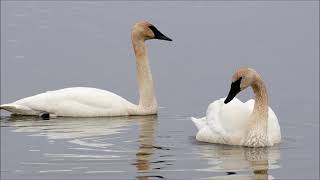 Trumpeter Swans at Close Range - © Kip Ladage