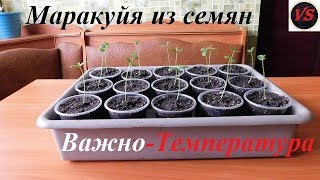 Маракуйя Северная - Важна Температура Проращивания