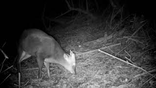 Badger, muntjac and mink