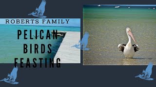 Pelican Birds Feasting In Paradise Expat Lifestyle!