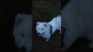 Как не потерять собаку ночью в лесу? #samoyed #shorts  #samoyeddog