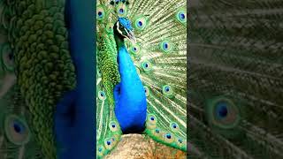 peacock #animalshorts #peacockshorts