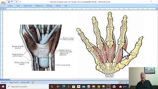 Musculo-skeletal Module I in Arabic 20 ( Muscles of front of forearm, part 4  ) , by Dr. Wahdan 2022