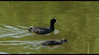 Pentwyn lake wildlife 2024