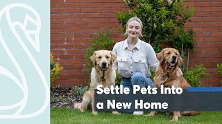 How To Settle Pets Into A New Home | St. Modwen Homes