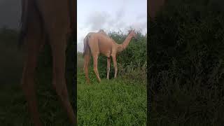 #camellife Beautifull thar and beautifull camels |Green desert animals #animals