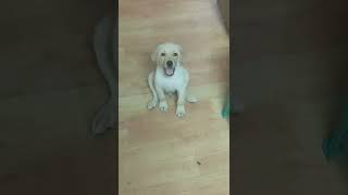 Cute JOSH Labrador retriever