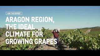 WOTY EXPERT TIPPS 6 - ARAGON REGION, THE IDEAL CLIMATE FOR GROWING GRAPES