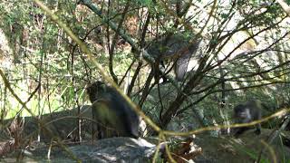 SNIPPETS: Hogsback Mountain Area - More Monkeys! 21 Oct 2017