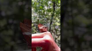 Butterfly landed on my hand #butterfly #beautiful #lovely #nature #insects