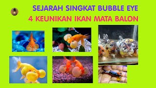 Ikan Mas Koki Bubble Eye (Mata Balon) | Ayu Damar Lampu