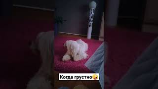 Когда нашей Тофе грустно)