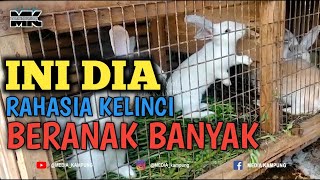 RAHASIA KELINCI BERANAK BANYAK