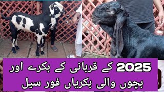 2025 کی قربانی کے بکرے اور بچوں والی بکریاں For Sale