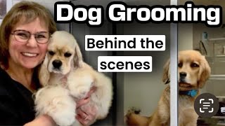 11/21/24 Dog Grooming LIVESTREAM. Shih Poo, Maltese, Poodles, Coton de Tulears, Havanese.